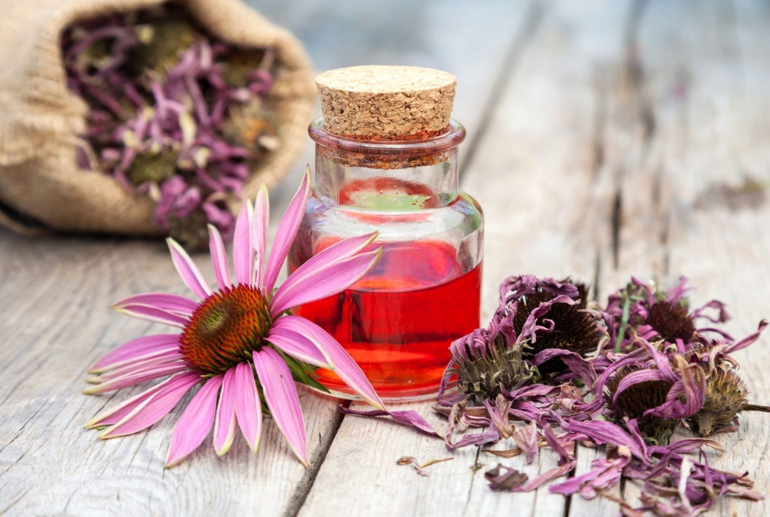 Echinacea: Scopri i Segreti di un Rimedio Naturale Multifunzionale