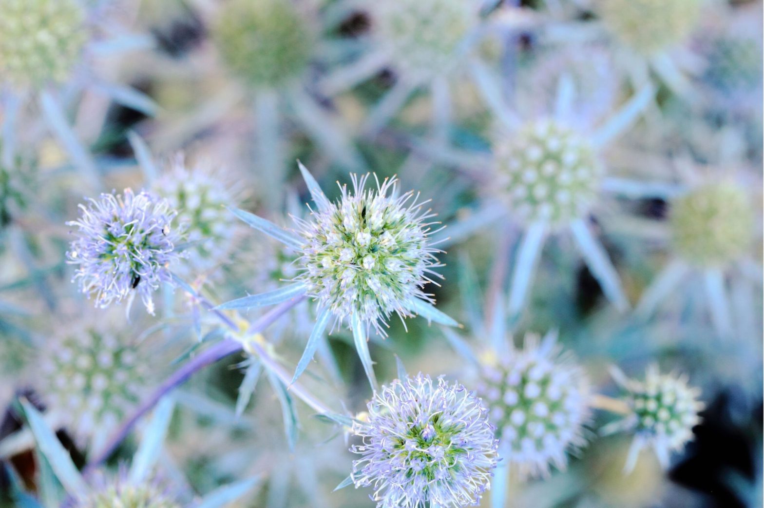 Eryngium planum