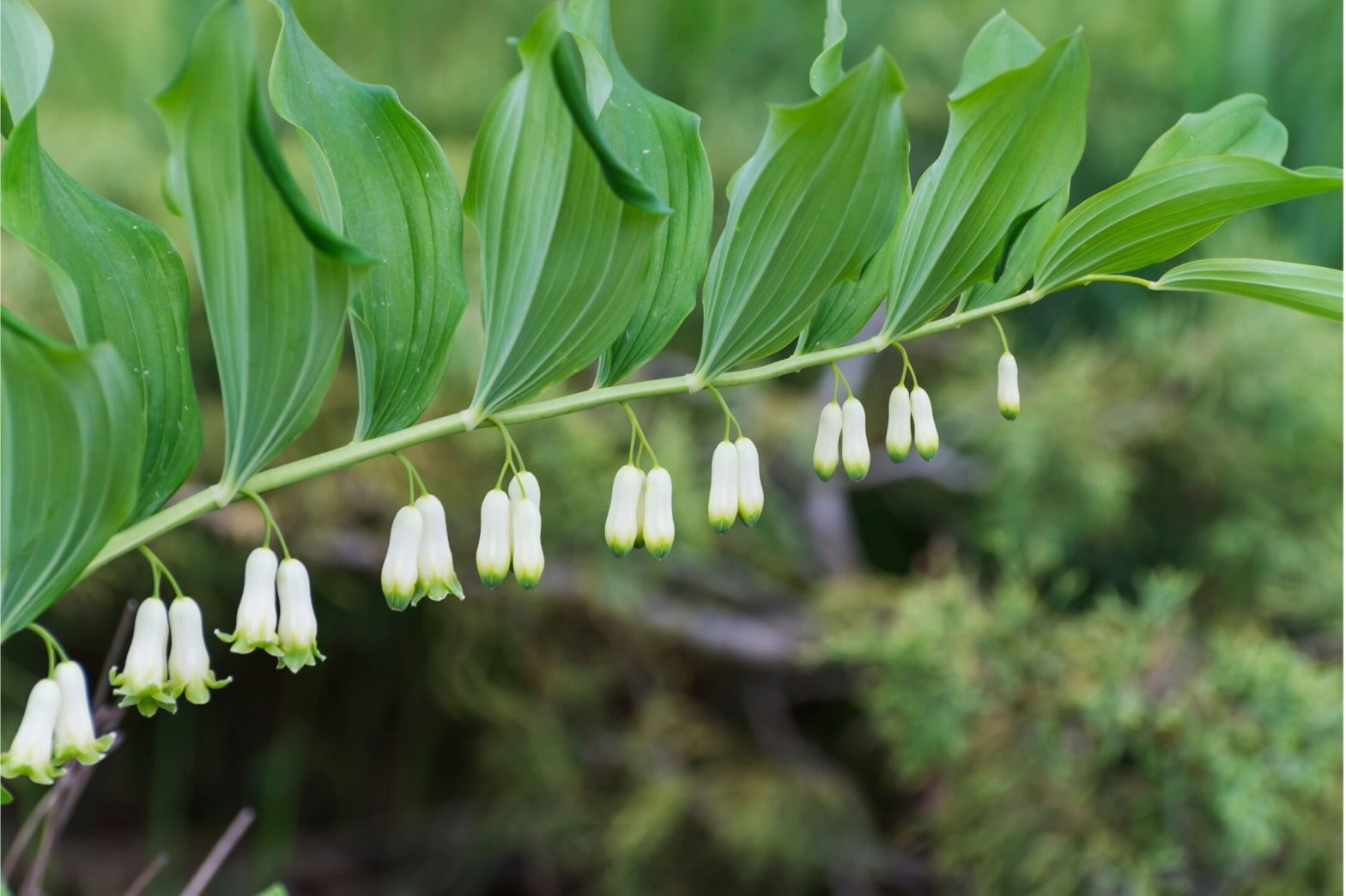 Ripulire-sangue-con-kupena-multiflorum