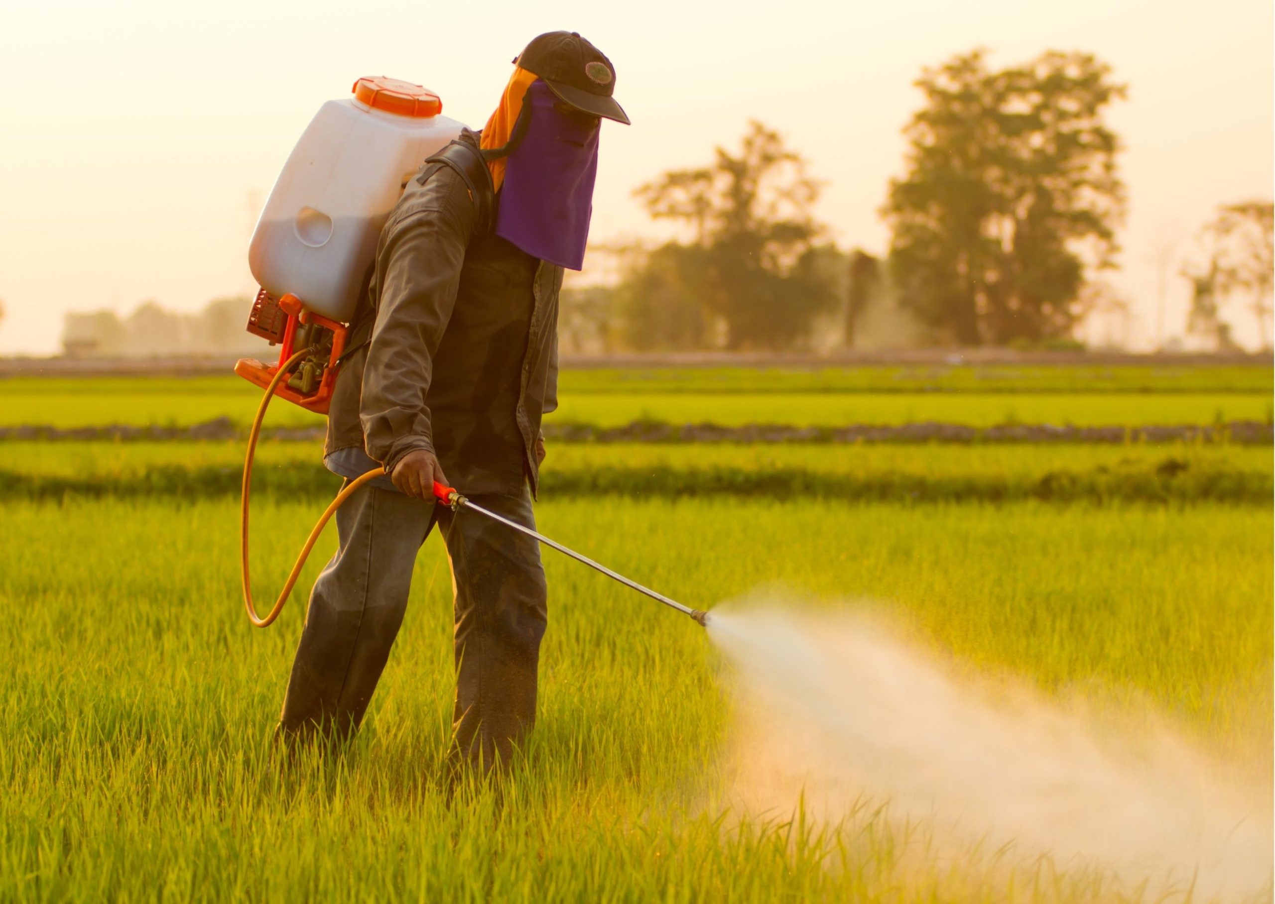 Come eliminare pesticidi da frutta e verdura