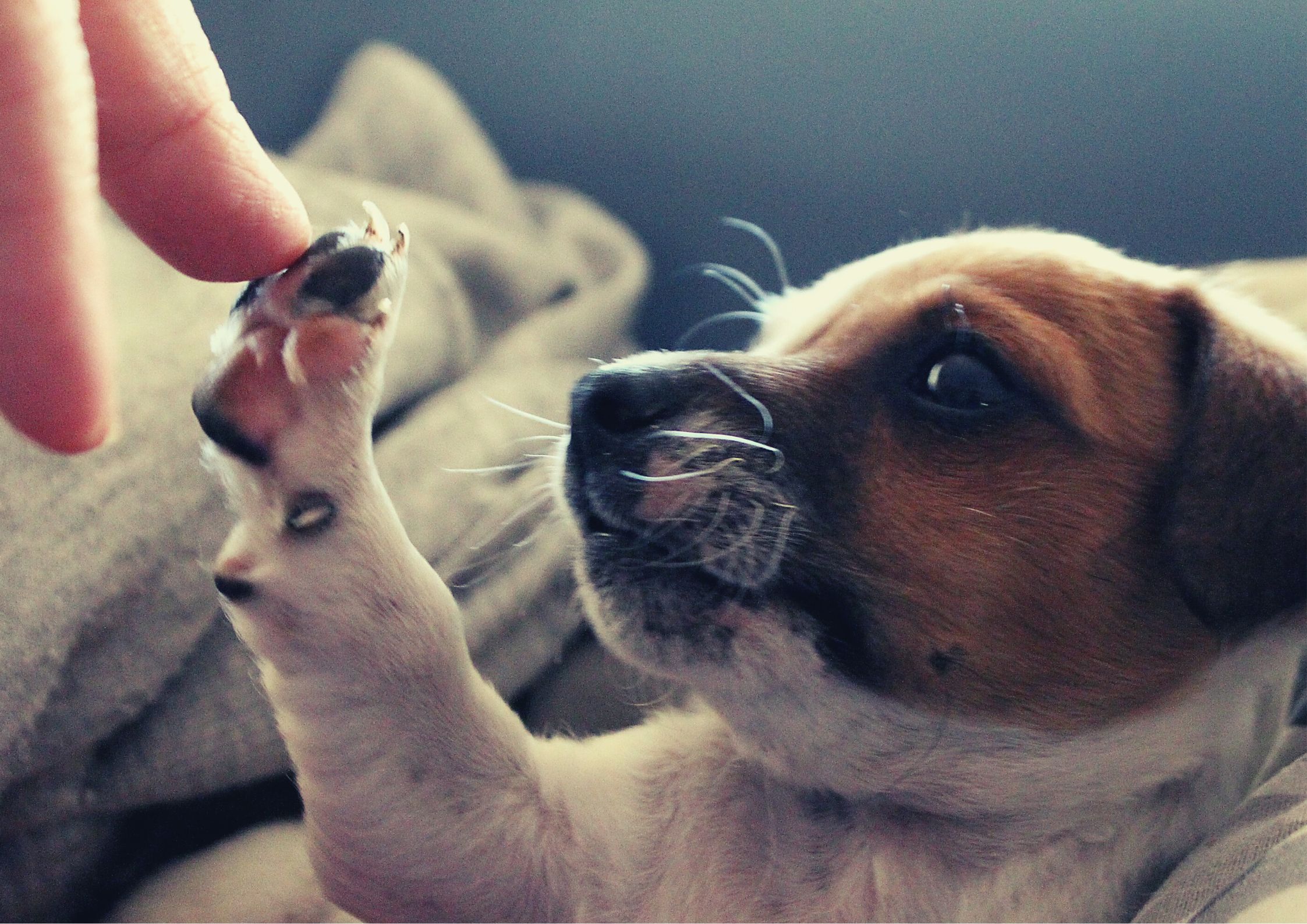 Come capire meglio il tuo cane